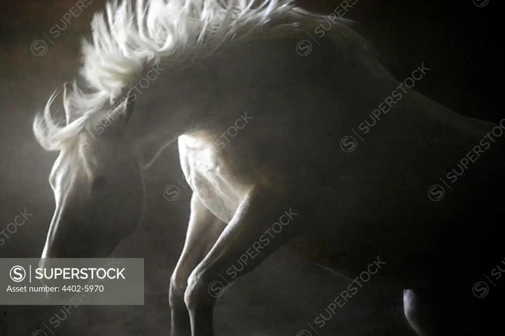 White horse backlit in riding hall, Minnesota, USA