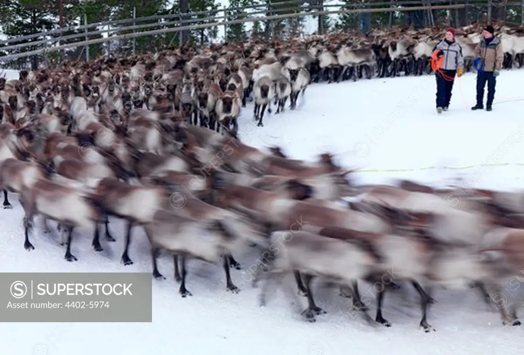 Domestic reindeer herd running, Sami, Trondelag, Norway