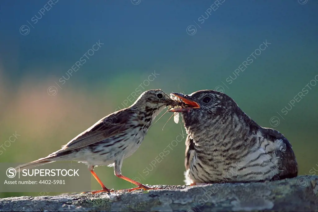 Cuckoo chick being fed by "parent", meadow pipit, Oppland, Norway