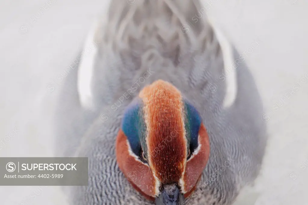 Teal, close-up portrait, Oslo, Norway, Winter