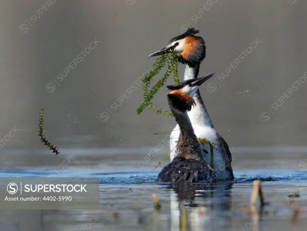 Great crested grebes courtship, Oslo, Norway