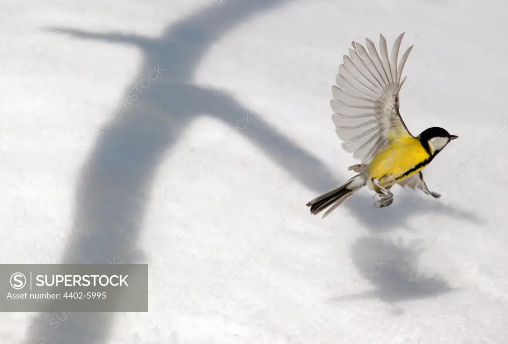 Great tit flying up over snow, and shadow from tree, March, Norway