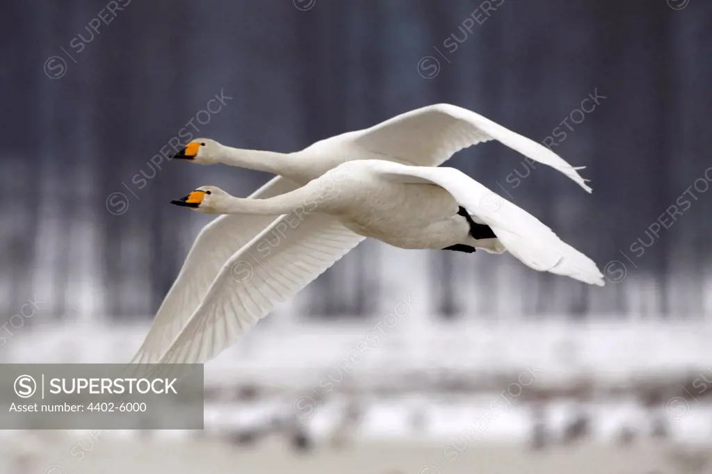 Whooper swans in flight, in snow, March, Tysslingen, Sweden