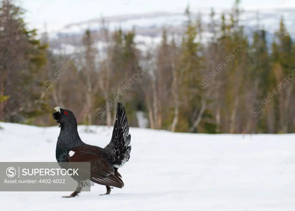 Male Capercaiilie lek's mating display, Trondelag, Norway