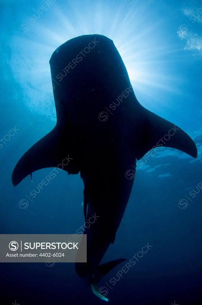 Whale shark silhouette, Cenderawasih Bay, New Guinea , Indonesia
