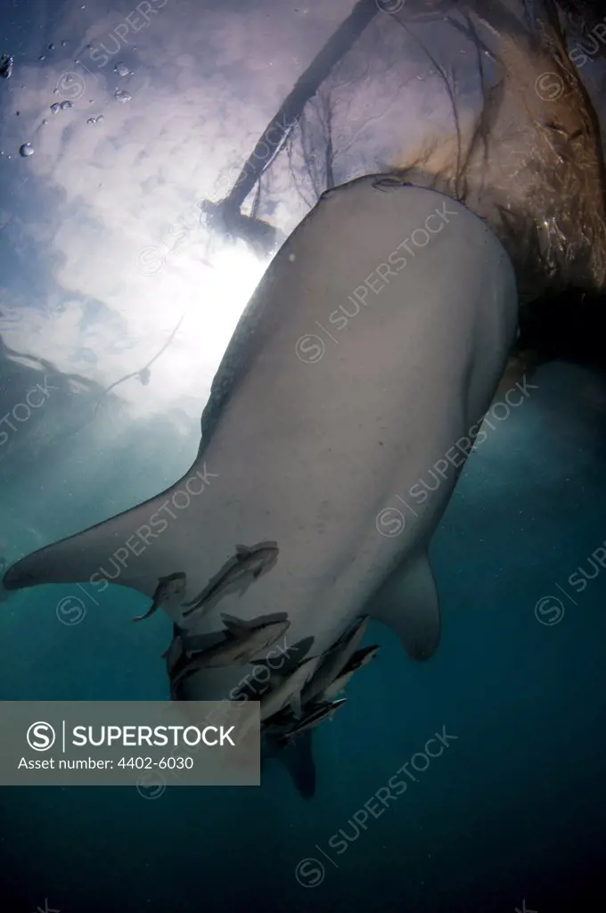 Whale shark below the nets of the bagan (local fishing boat with platform and nets), Cenderawasih Bay, New Guinea , Indonesia