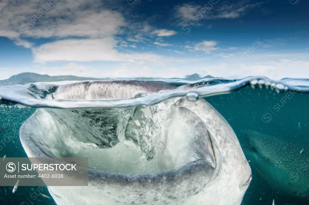Whale shark with open mouth, Cenderawasih Bay, New Guinea , Indonesia