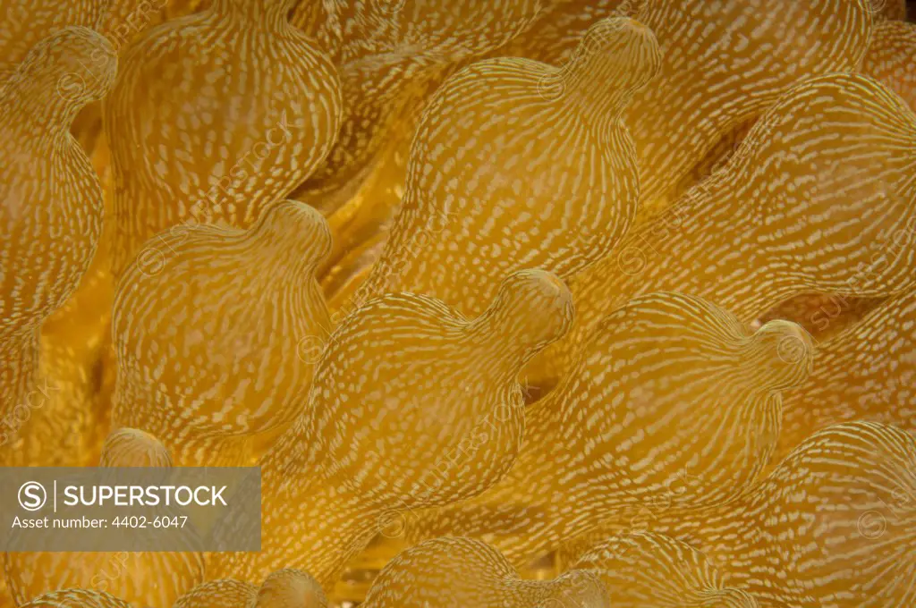 Bubble tip anemone detail