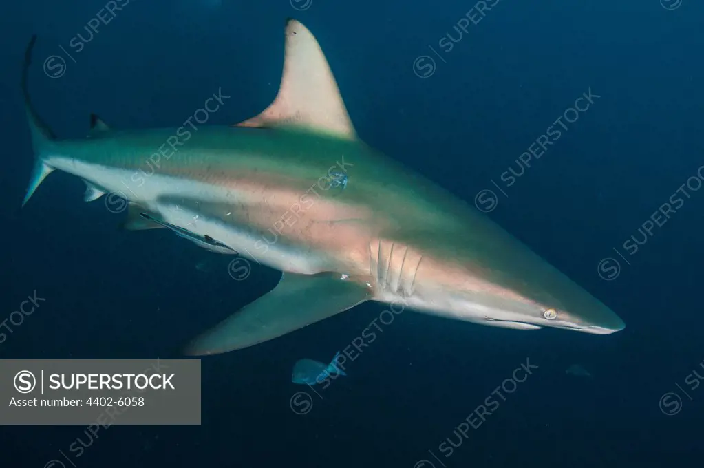 Oceanic Blacktip Sharks, Aliwal Shoal, South Africa