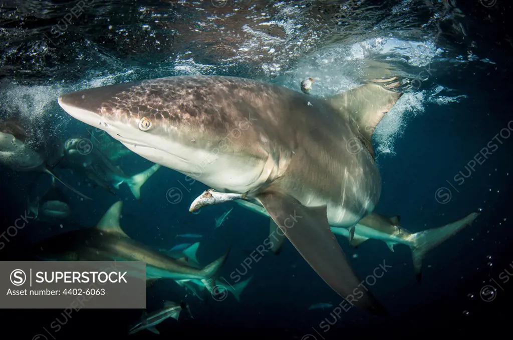 Oceanic Blacktip Sharks feeding, Aliwal Shoal, South Africa