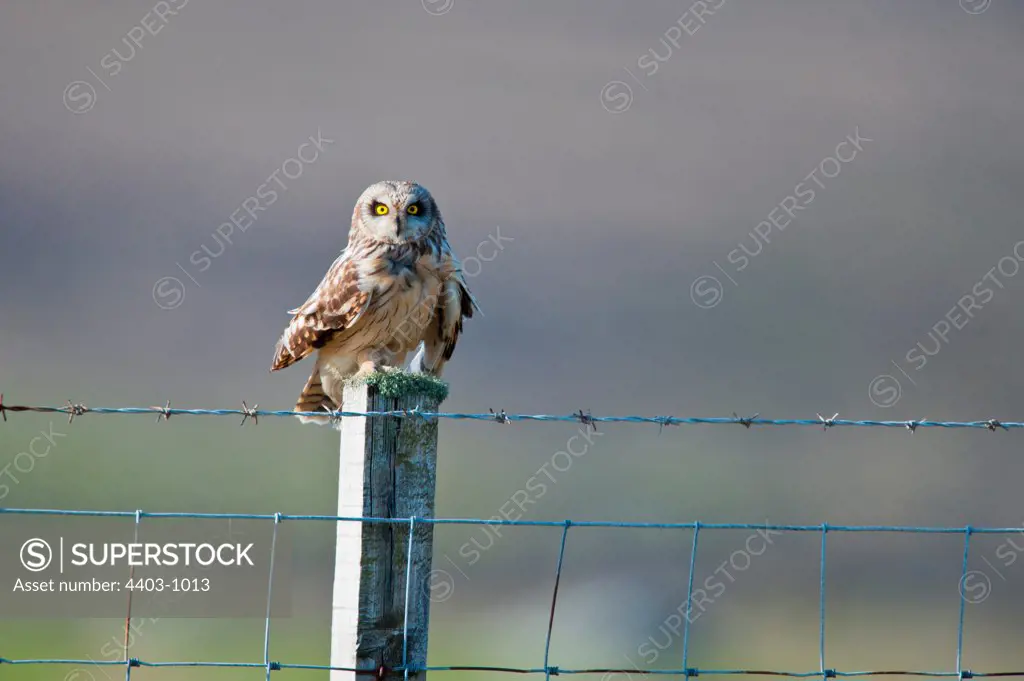 UK Scotland, North Uist, Short-eared Owl (Asio flammeus) sitting on fence