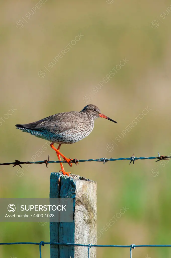 UK Scotland, North Uist, Redshank (Tringa totanus) adult on fence post