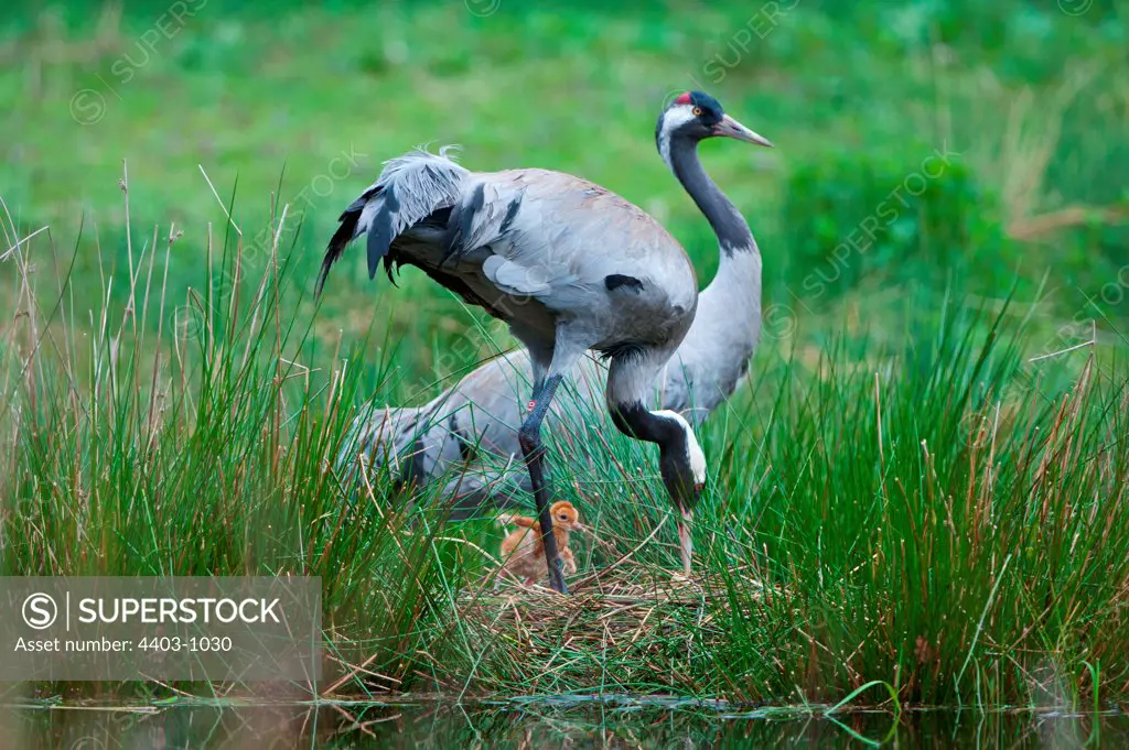 UK, England, Norfolk, Eurasian Crane (Grus grus) breeding pair at nest with chick