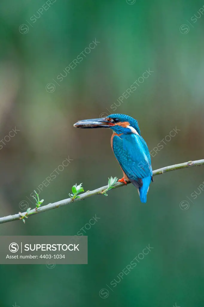UK, England, Norfolk, Common Kingfisher (Alcedo athis) adult male with fish prey on willow branch