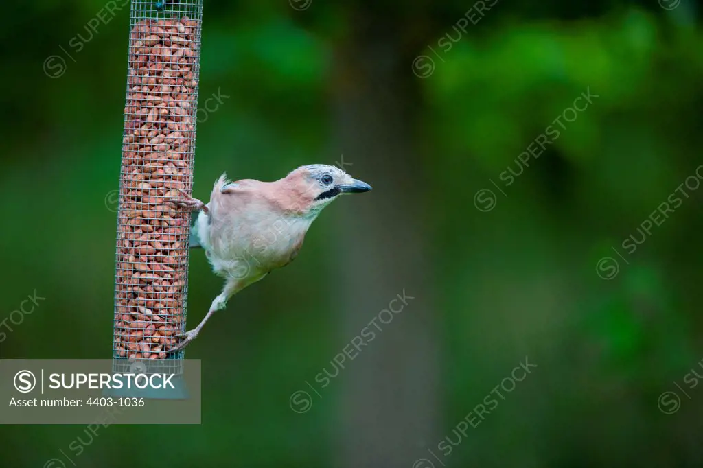 UK, England, Norfolk, Jay (Garrulus glandarius) on bird feeder