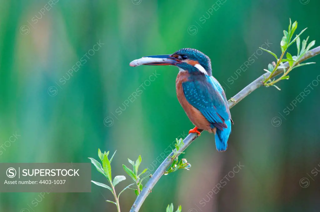 UK, England, Norfolk, Common Kingfisher (Alcedo athis) adult female with fish prey on willow branch