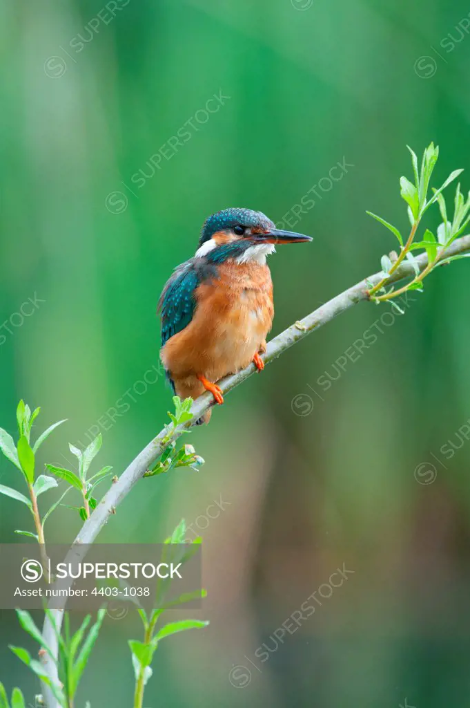 UK, England, Norfolk, Common Kingfisher (Alcedo athis) adult female on willow branch