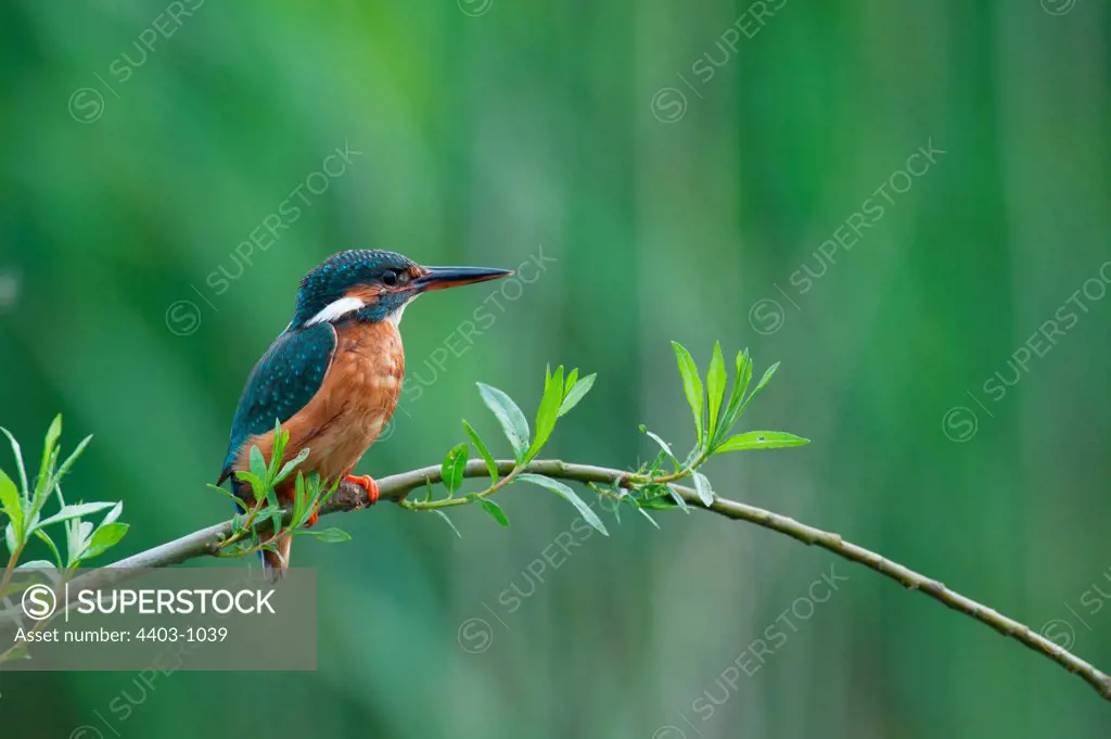 UK, England, Norfolk, Common Kingfisher (Alcedo athis) adult female on willow branch