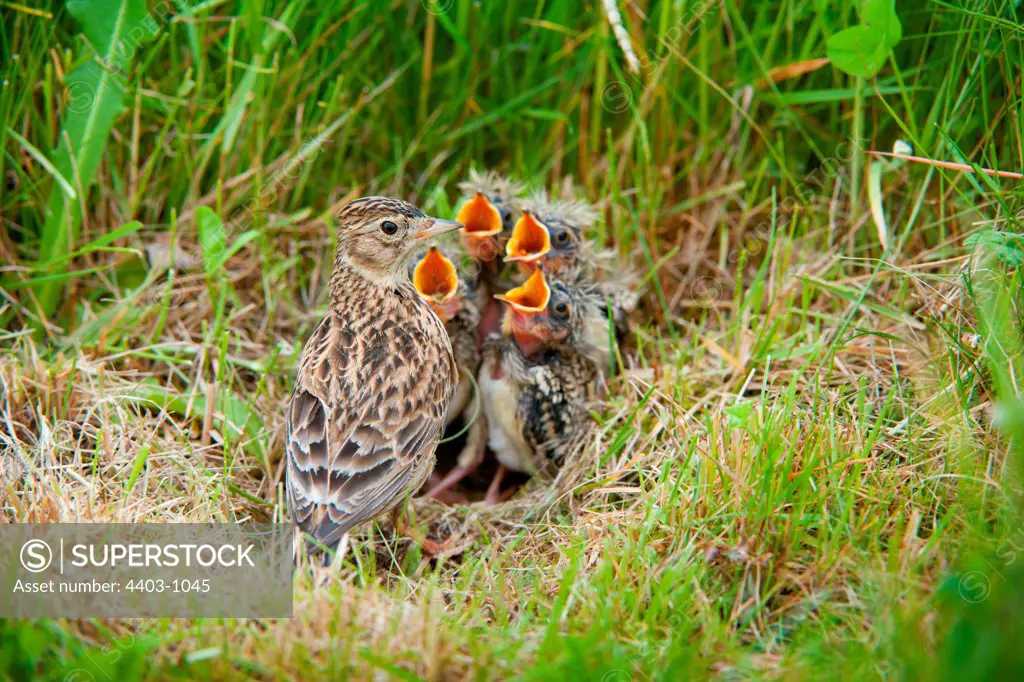 UK, England, Norfolk, Skylark (Alauda arvensis) adult at nest with young
