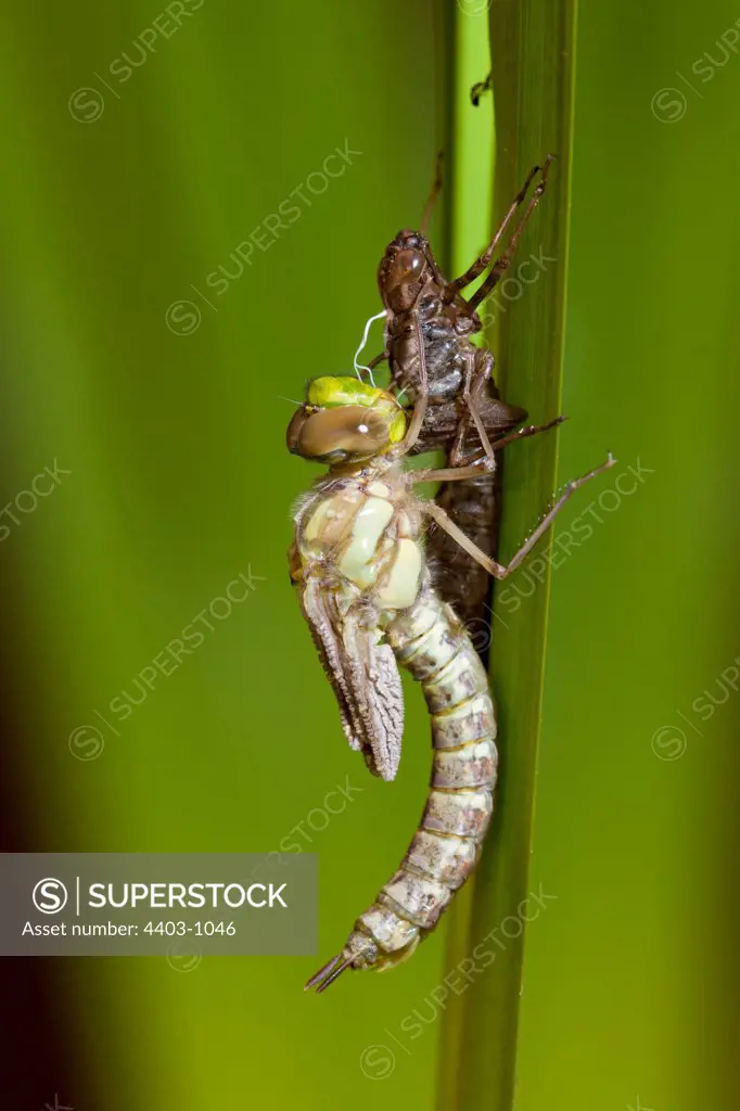 UK, Norfolk, Southern hawker dragonfly (Aeshna cyanea) emerging from nymph skin
