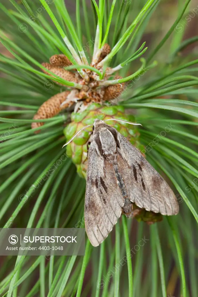 UK, Norfolk, Pine Hawkmoth (Hyloicus pinastri) resting on pine cone