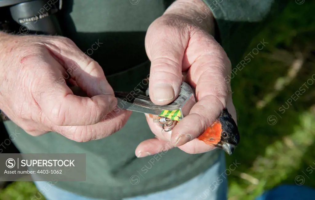 UK, Norfolk, Ringing of adult male Bullfinch, Pyrrhula pyrrhula