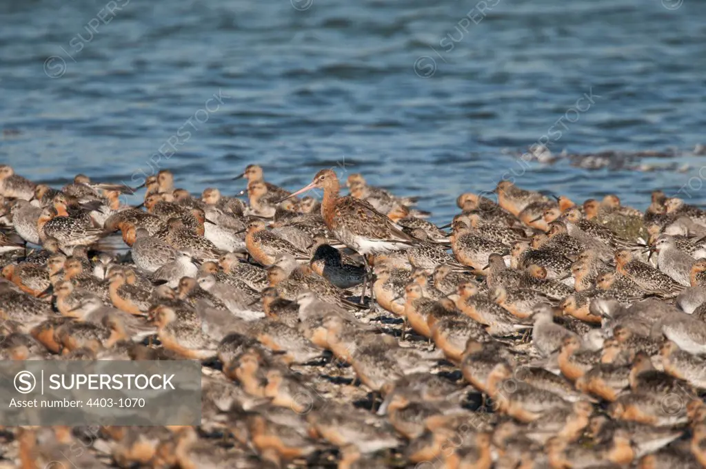UK, Norfolk, Black-tailed Godwit, Limosa limosa, and Knot, Calidris canutus, flock at roost site
