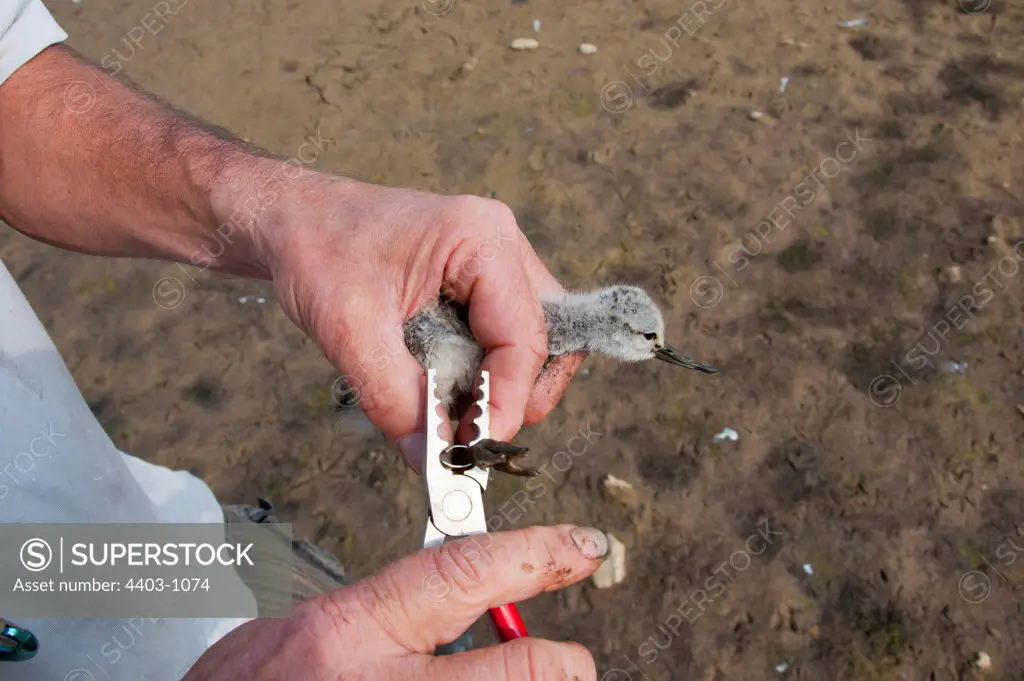 UK, Norfolk, 14 day old Avocet, Recurvirostra avosetta, being ringed by conservationist