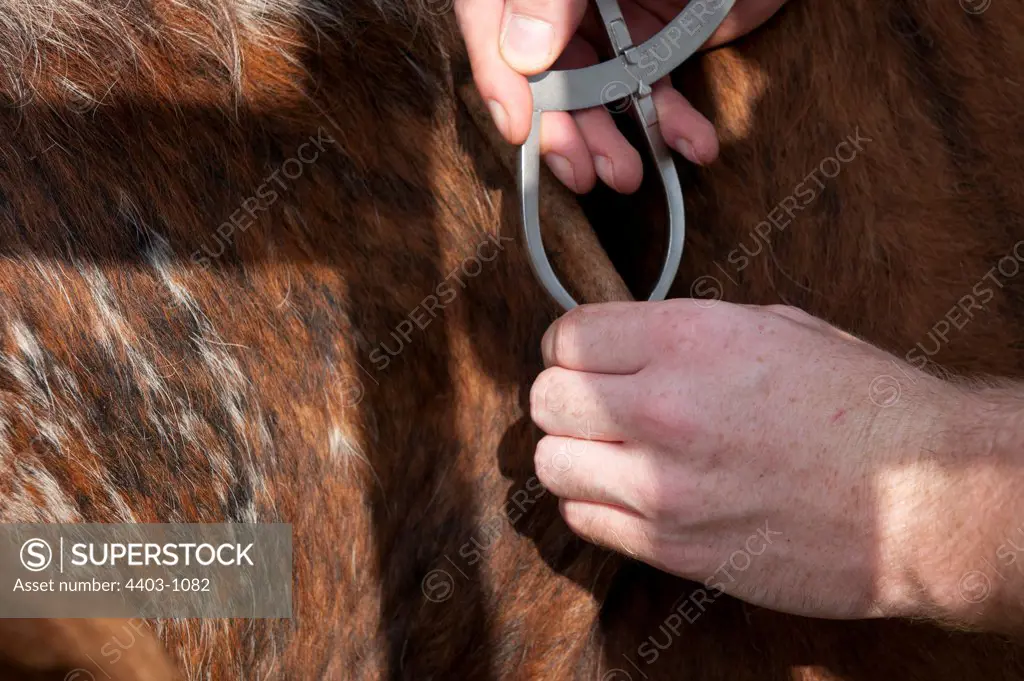 United Kingdom, Norfolk, Testing cattle for Bovine Tuberculosis vet (measuring thickness of skin)