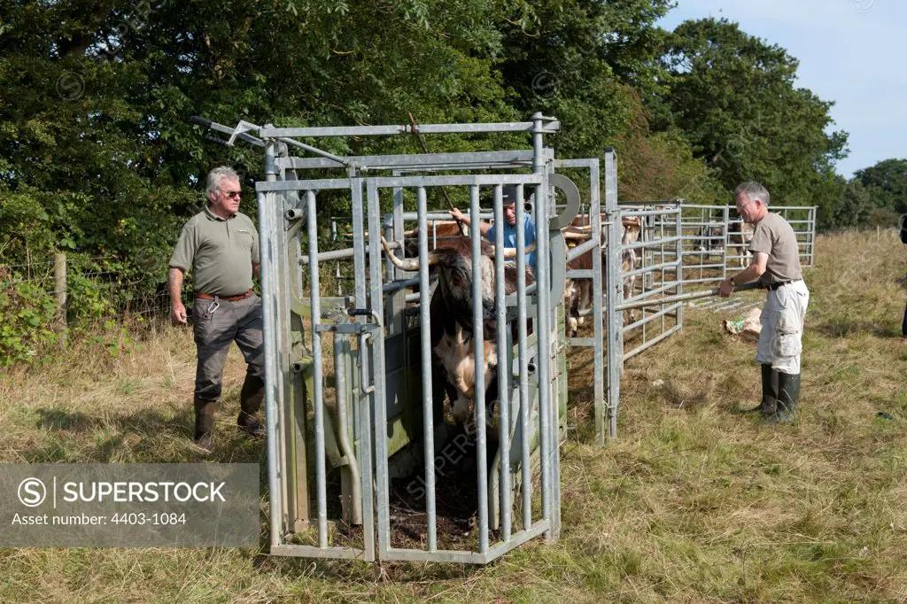 United Kingdom, Norfolk, Testing cattle for Bovine Tuberculosis