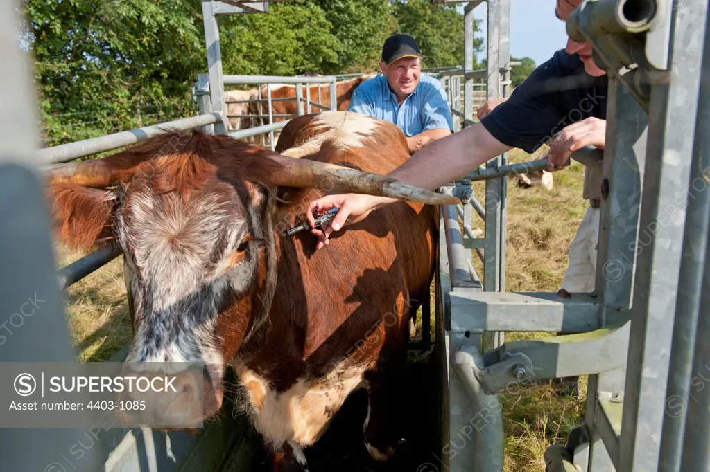 United Kingdom, Norfolk, Veterinary Surgeon injecting Long Horn Cow