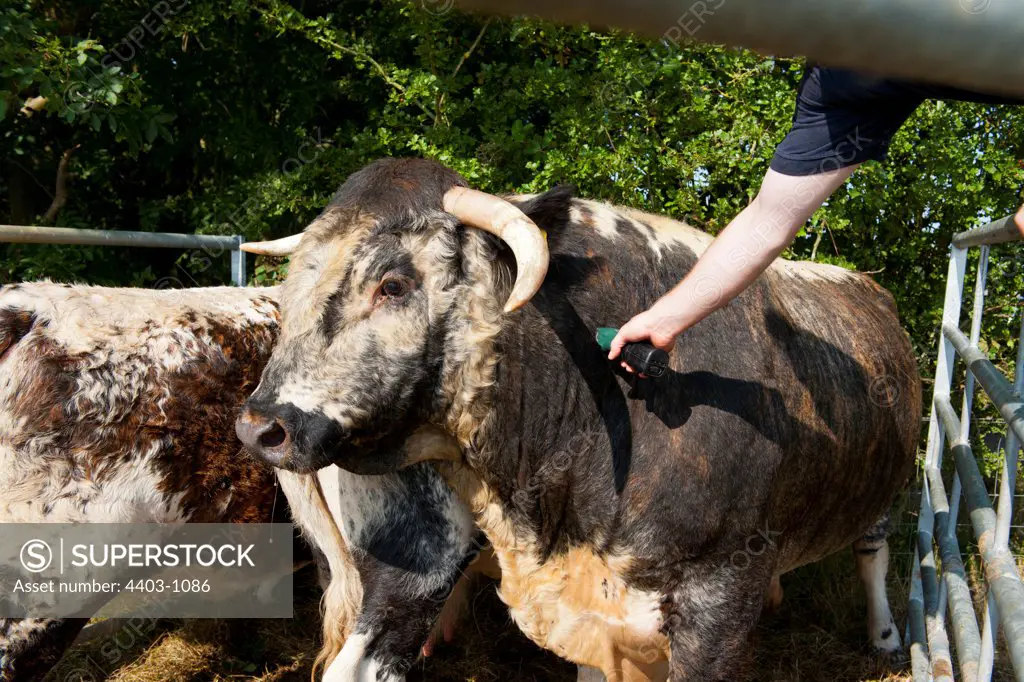 United Kingdom, Norfolk, Testing cattle for Bovine Tuberculosis