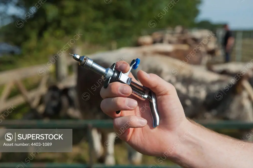 United Kingdom, Norfolk, Vet showing syringe used to inject antibodies into cattle