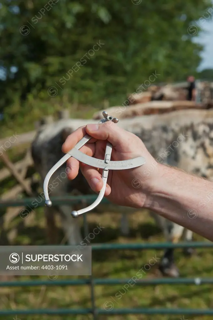 United Kingdom, Norfolk, Vet showing callipers used to measure skin thickness in cattle