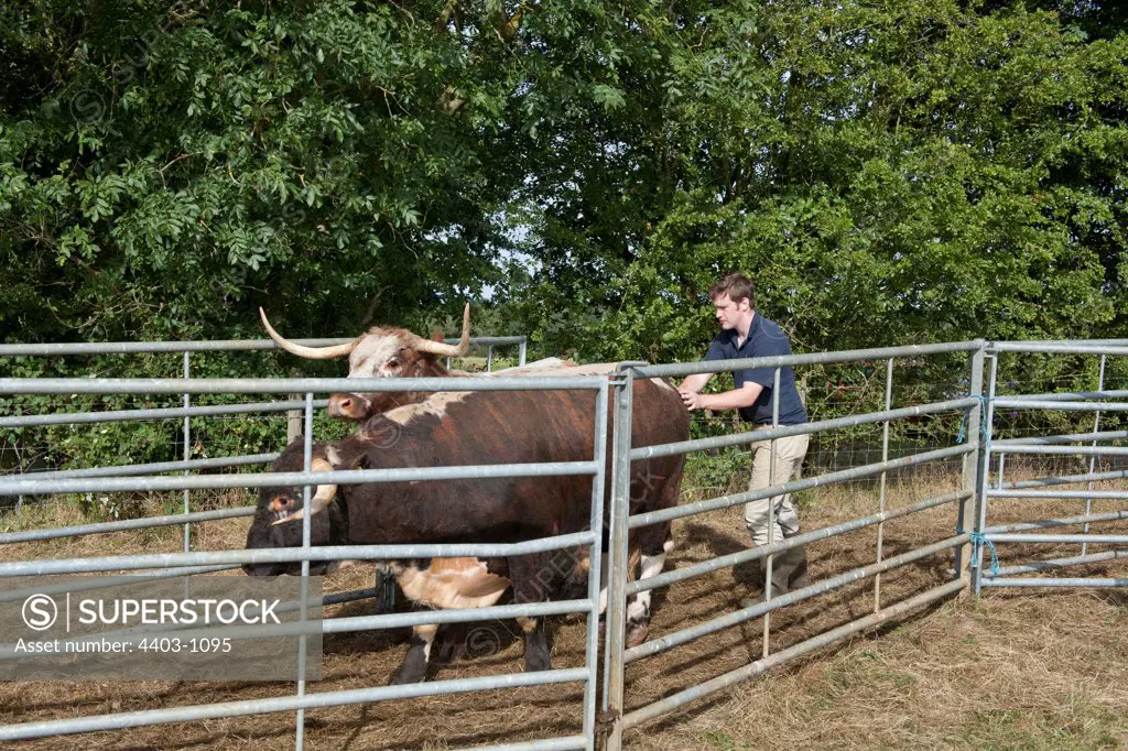 United Kingdom, Norfolk, Vet driving cattle into pen for skin test