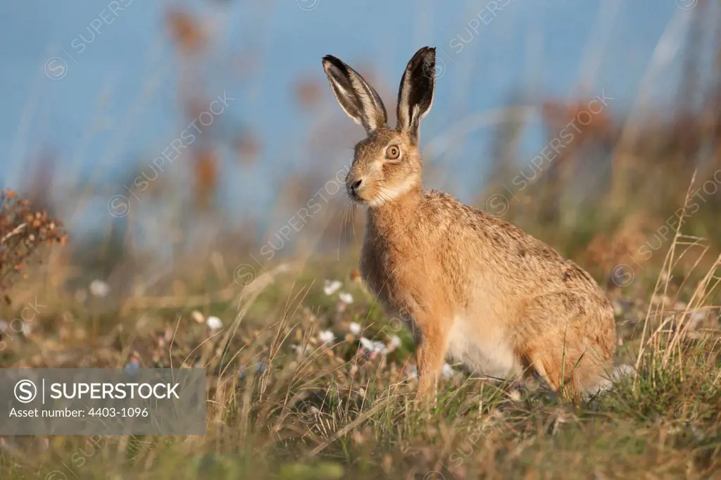 United Kingdom, Norfolk, Brown Hare (Lepus europaeus) adult in Breckland habitat