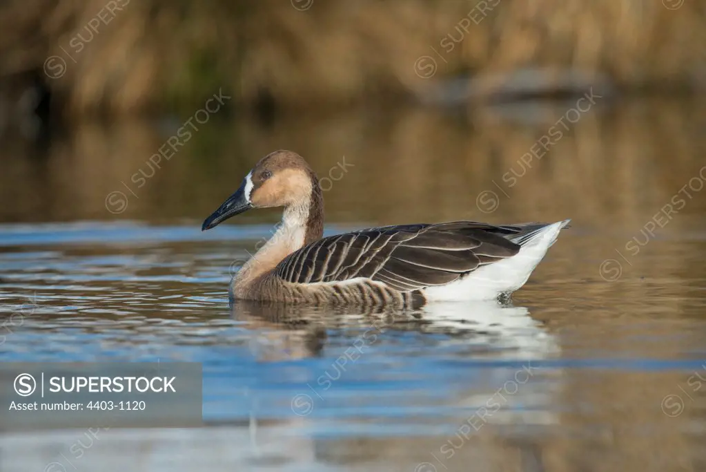 United Kingdom, Norfolk, Swan Goose (Ansercygnoides) swimming