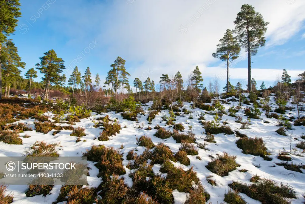 United Kingdom, Scotland, Grampian Mountains, Highland forest natural regeneration in snow