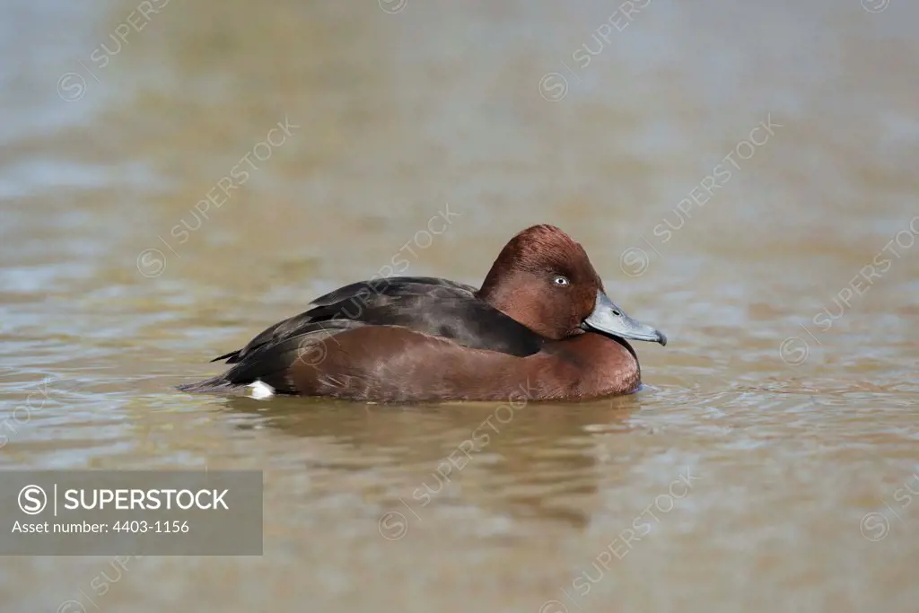UK, Norfolk, Ferruginous Duck (Aythya nyroca) on river