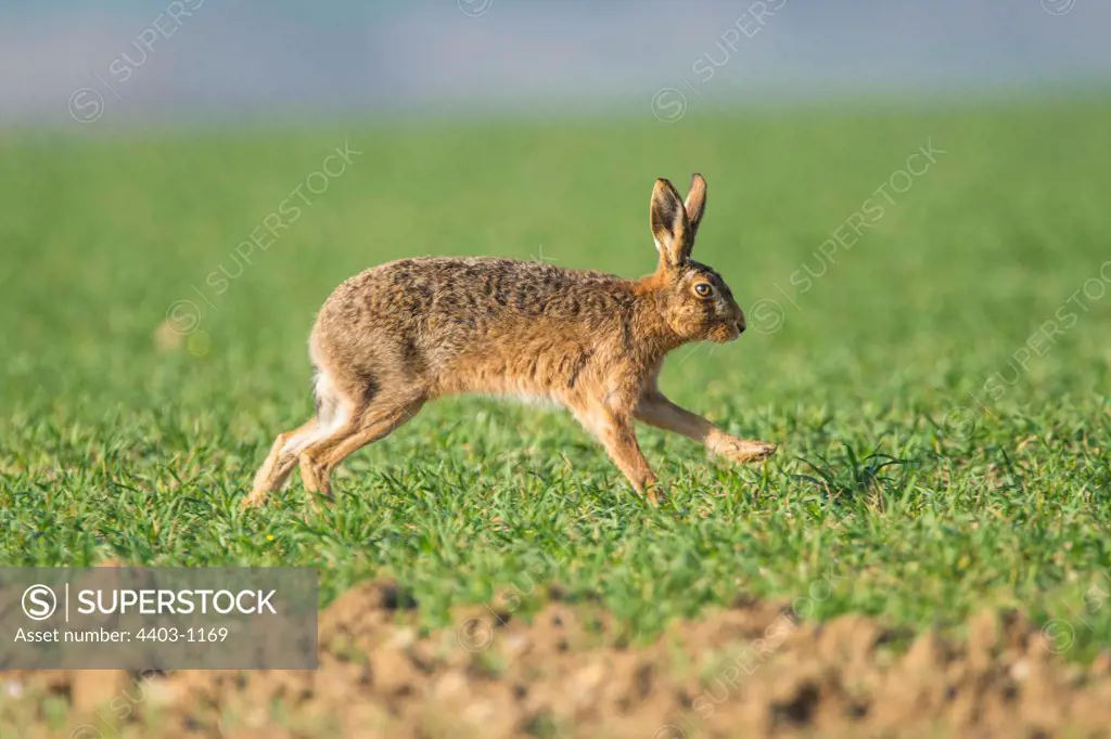 UK, Norfolk, Brown Hare Lepus capensis running in wheat crop