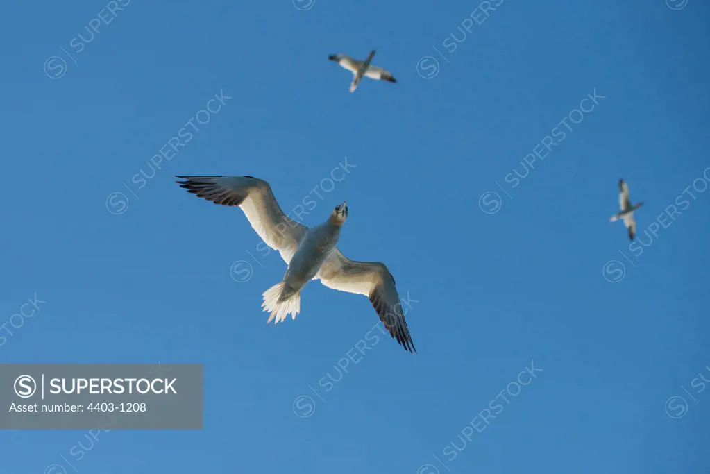 Three Northern Gannets (Morus bassanus) flying in the sky, Bass Rock, North Berwick, Scotland