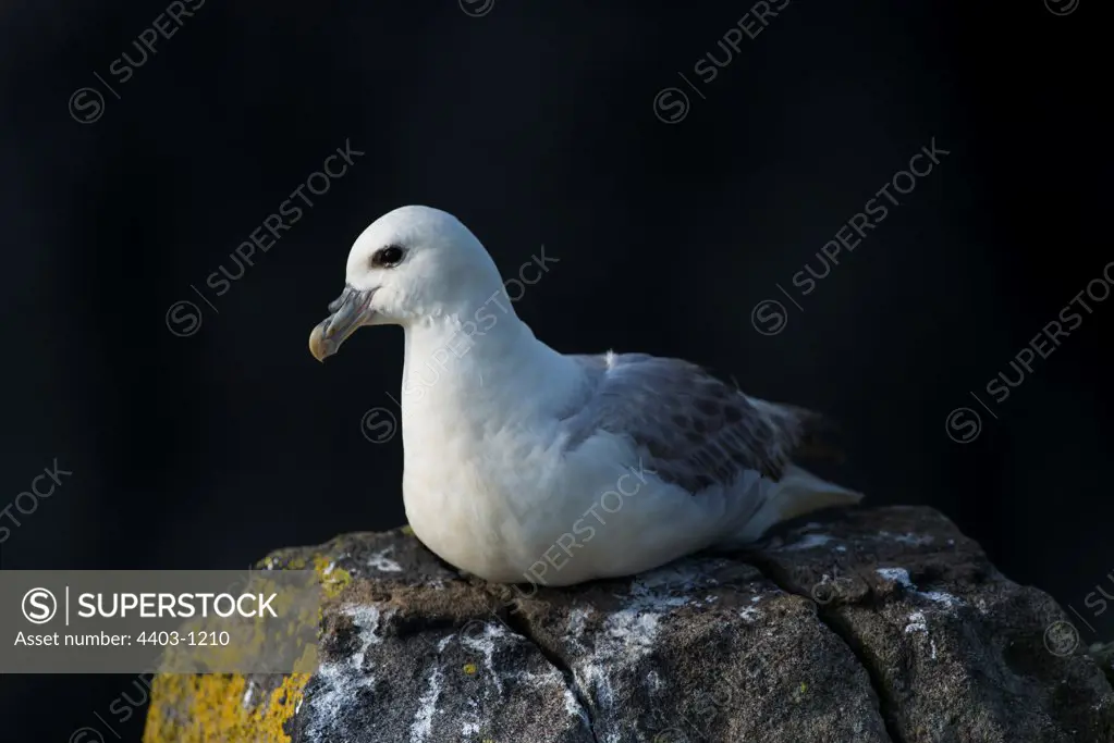 Close-up of a Northern Fulmar (Fulmarus glacialis) resting on a rock, Isle of May, Scotland
