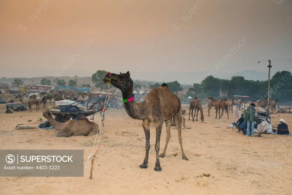 Camel at dawn Pushkar Camel Fair Rajasthan India