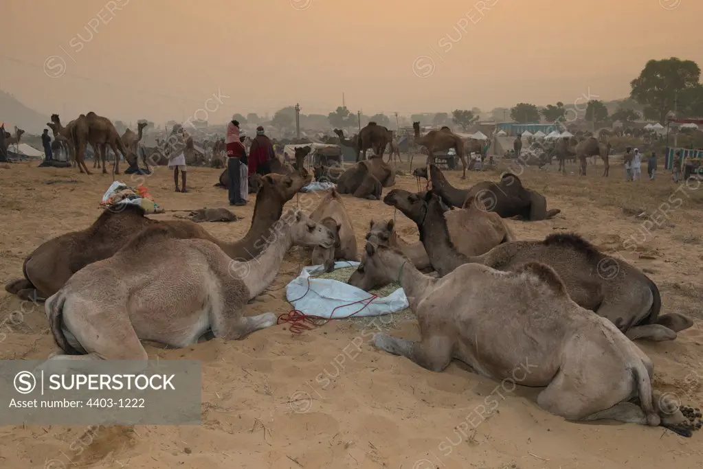 Camels feeding at dawn Pushkar Camel Fair Rajasthan India