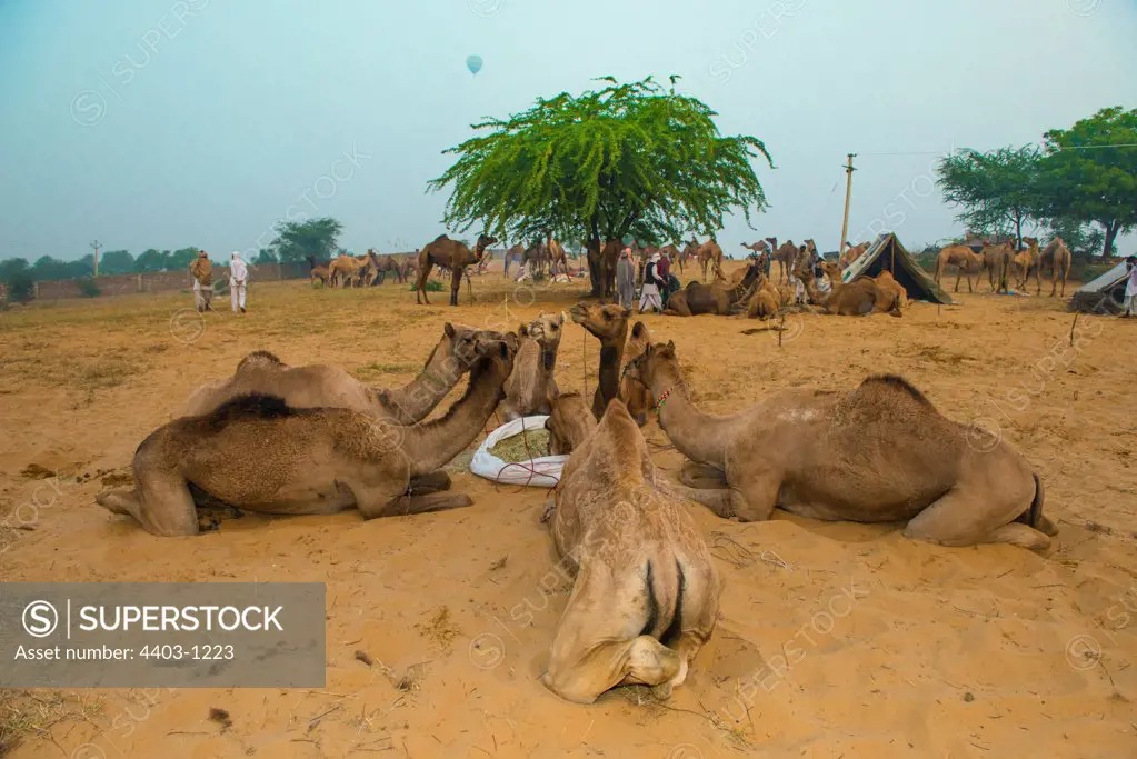 Camels feeding at dawn with hot air baloon passing overhead Pushkar Camel Fair Rajasthan India
