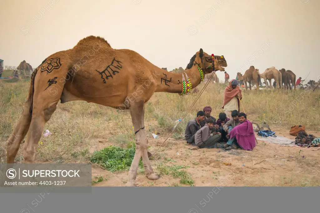 Camel traders at dawn  huddling together against the cold Pushkar Camel Fair Rajasthan India