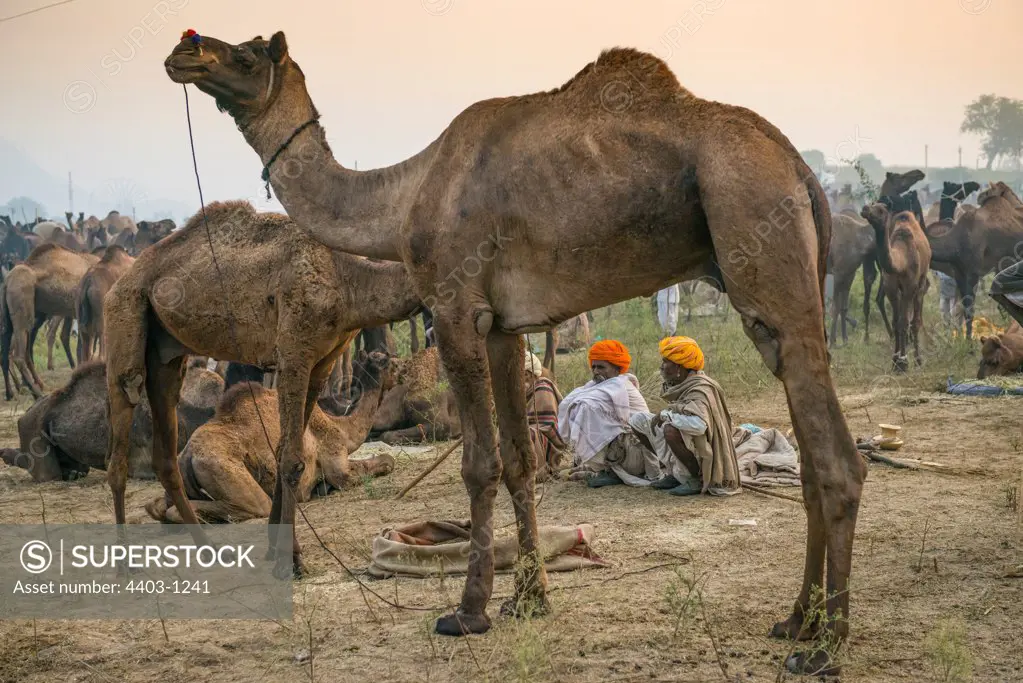 Camel traders at dawn huddling together against the cold Pushkar Camel Fair Rajasthan India