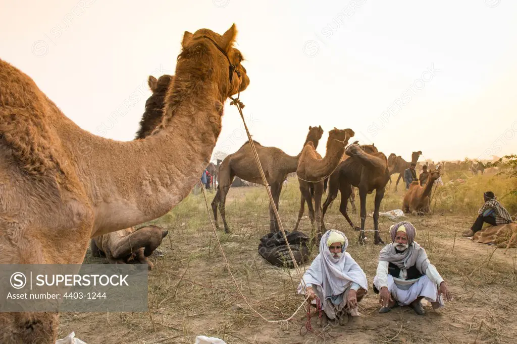 Camel Traders at dawn kneeling near their camels Pushkar Camel Fair Rajasthan India