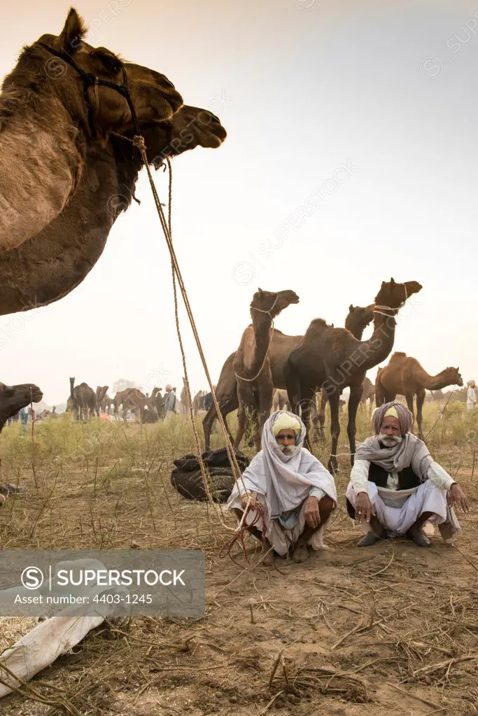 Camel Traders at dawn kneeling near their camels Pushkar Camel Fair Rajasthan India