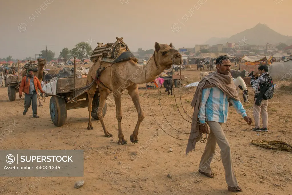 Rajasthani man leading camel cart Pushkar Camel Fair Rajasthan India